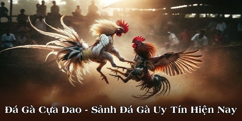 Đá gà cựa dao