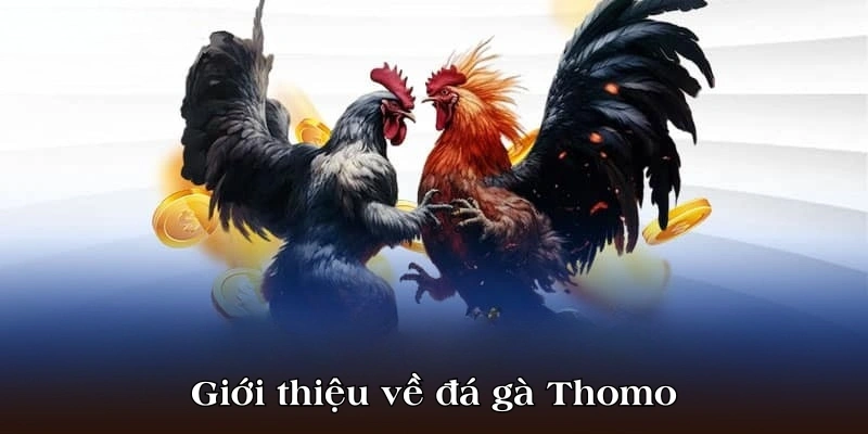 Giới thiệu chi tiết nhất về đá gà thomo