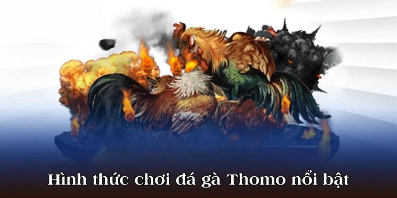 Hình thức chơi đá gà thomo nổi bật 