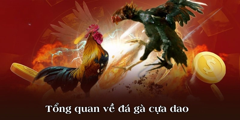 Tổng quan về đá gà cựa dao